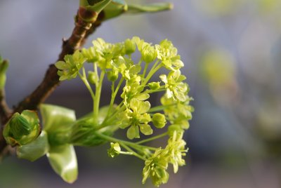 Acer platanoides 'Dissectum' - javor mléčný 'Dissectum' - květenství (detail)